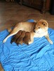 Shiba Inu śliczne szczenięta - 2