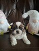 Piesek i sunia shih tzu szukają domu - 2