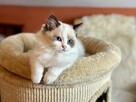 Ragdollki urocze kociaki - 4