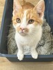 Milusińska ok. 5 mcz. wyjątkowa kiciunia do adopcji Białyst - 4