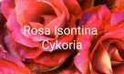 Ogórek Gruzin Palczik Roznasol Kustowoj nasiona kolekcjoners - 12