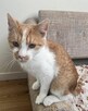 Milusińska ok. 5 mcz. wyjątkowa kiciunia do adopcji Białyst - 2