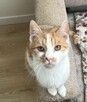 Milusińska ok. 5 mcz. wyjątkowa kiciunia do adopcji Białyst - 6