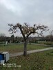 Uslugi Ogrodnicze Utrzymanie Terenow Zielonych - 4