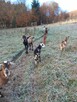 Sprzedam kozy - 3
