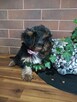 Yorkshire terrier - 3