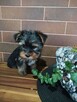 Yorkshire terrier - 2