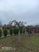 Uslugi Ogrodnicze Utrzymanie Terenow Zielonych - 3