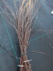Witki brzozowe - 2