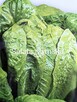 Sałata kapusta egzotyczna Tatsoi Pac choi Mizuna rzymsświata - 3