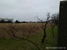 Trzy przyległe działki w Jankach: 6676m2, 3260m2, 2956m2 - 8