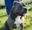 Amstaff - 7