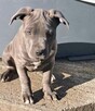 Amstaff - 5