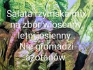 Sałata kapusta egzotyczna Tatsoi Pac choi Mizuna rzymsświata - 7