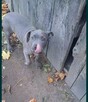 Amstaff - 4