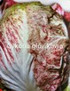 Sałata kapusta egzotyczna Tatsoi Pac choi Mizuna rzymsświata - 6