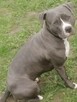 Amstaff - 8