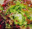 Sałata kapusta egzotyczna Tatsoi Pac choi Mizuna rzymsświata - 5