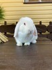 Króliki Mini Lop - 2