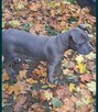 Amstaff - 3