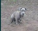 Amstaff - 2