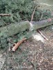 Sosna sprzedam - 2