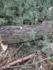 Sosna sprzedam - 3