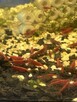 Krewetki neocaridina Red Cherry - 2