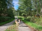 Gotowy do życia w rodzinie - adoptuj dojrzałego miśka Nanuka - 9