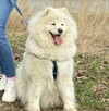 Piękny szczeniak samoyed samojed z RODOWODEM - 5