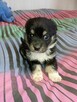 alarm!!3 tyg szczeniaki pilnie poszukują domu Aleks.Łódzki - 3