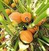 Melon Konfietnyj cukierek Słodki ogorkomelon - 11