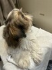 Szczenięta Shih Tzu - 2