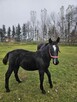 Sprzedam ogierka śląskiego - 2