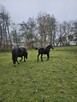 Sprzedam ogierka śląskiego - 4