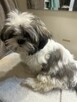 Szczenięta Shih Tzu - 4