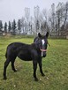 Sprzedam ogierka śląskiego - 5
