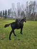 Sprzedam ogierka śląskiego - 3