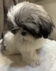 Szczenięta Shih Tzu - 5