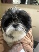 Szczenięta Shih Tzu - 6