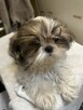 Szczenięta Shih Tzu - 3