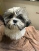 Szczenięta Shih Tzu - 7