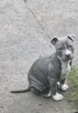 Amstaff - 5