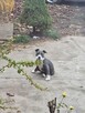 Amstaff - 3