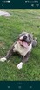 Amstaff - 7