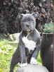 American Staffordshire Terrier Blue Amstaff Szczeniak - 3