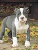 American Staffordshire Terrier Blue Amstaff Szczeniak - 5