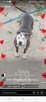 Amstaff - 6