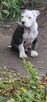 Amstaff - 4