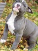 American Staffordshire Terrier Blue Amstaff Szczeniak - 2